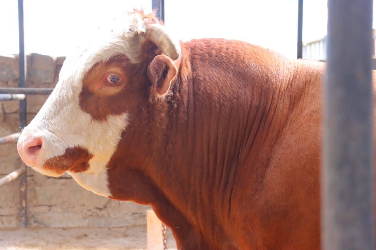 Feedlot, Butchery — Ng'ombe Nono Nono